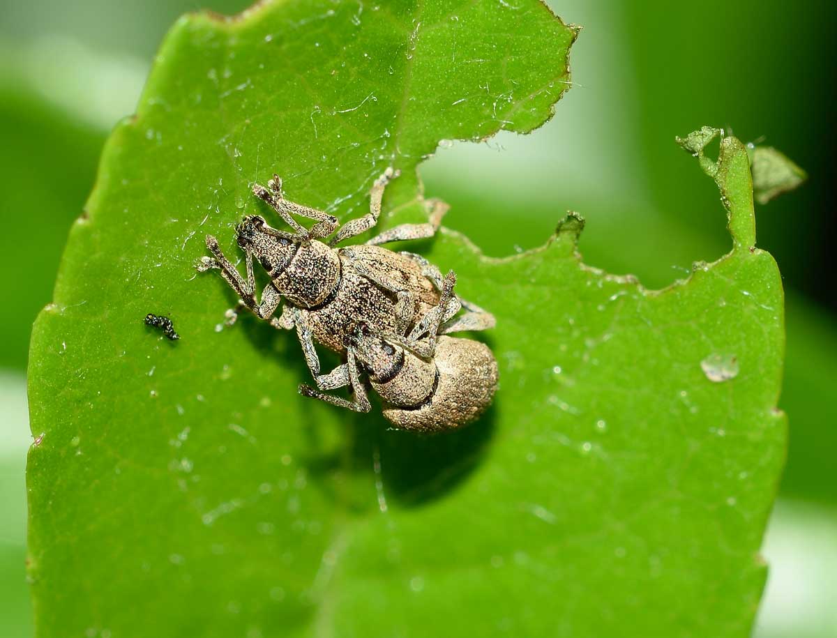 Curculionidae: Lepretius noxius