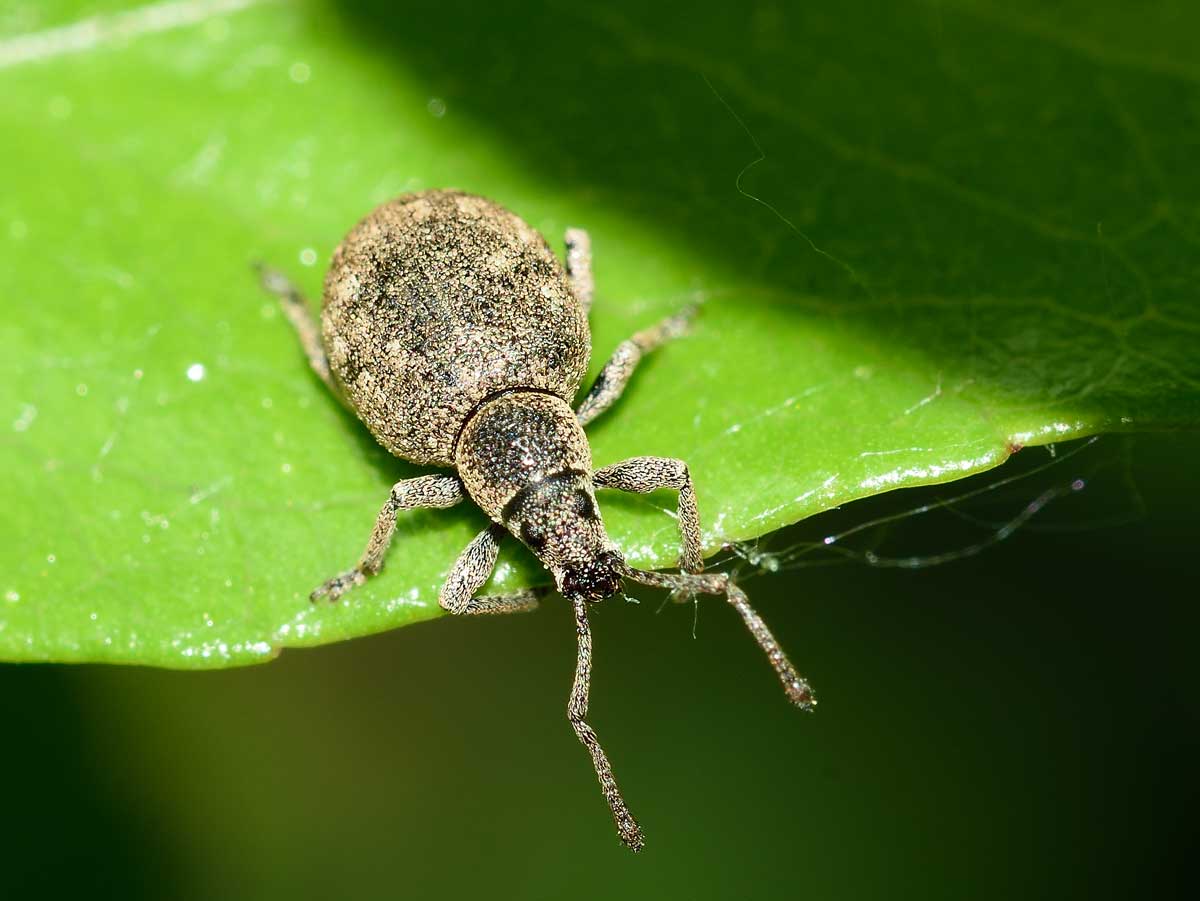 Curculionidae: Lepretius noxius