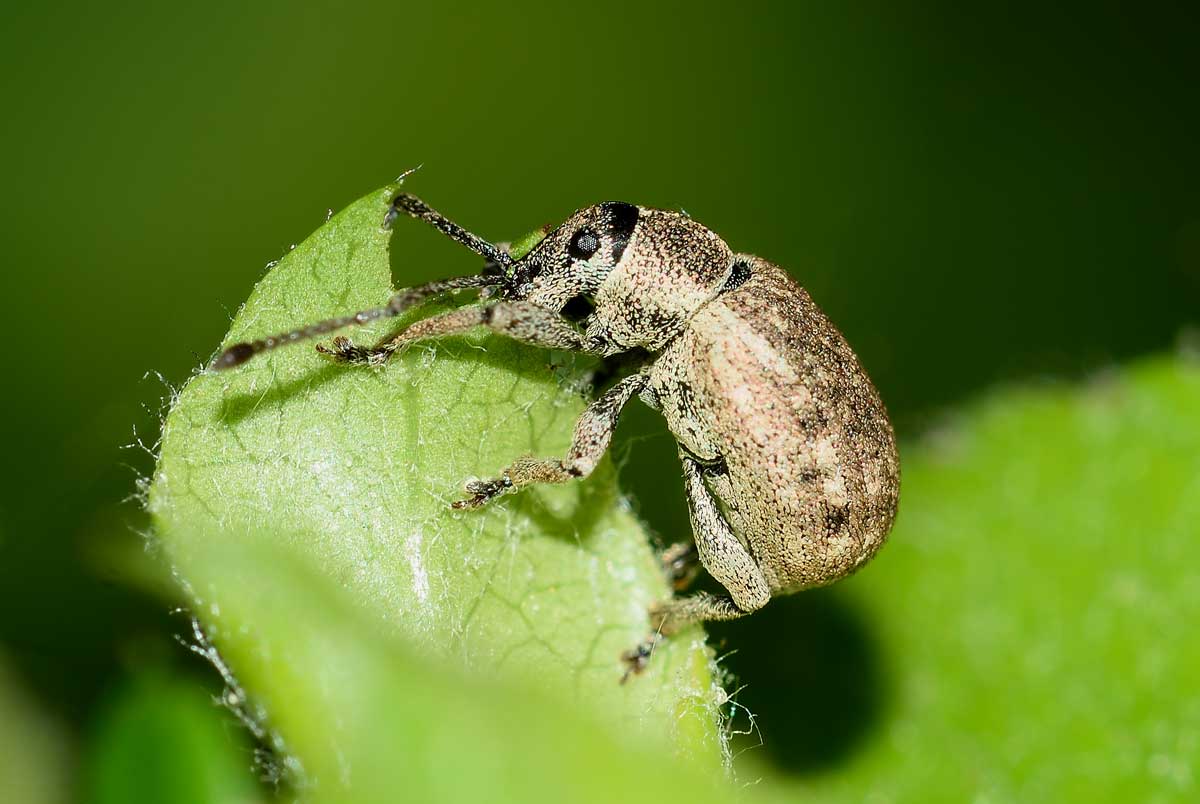 Curculionidae: Lepretius noxius