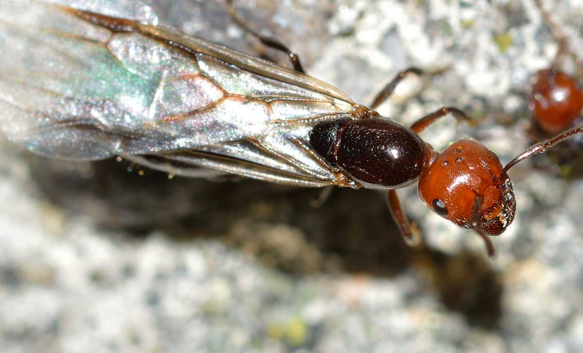 Sciamatura di Crematogaster scutellaris