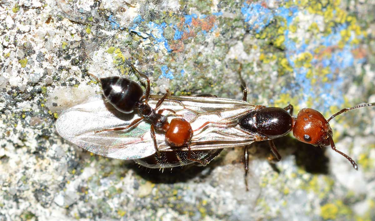 Sciamatura di Crematogaster scutellaris