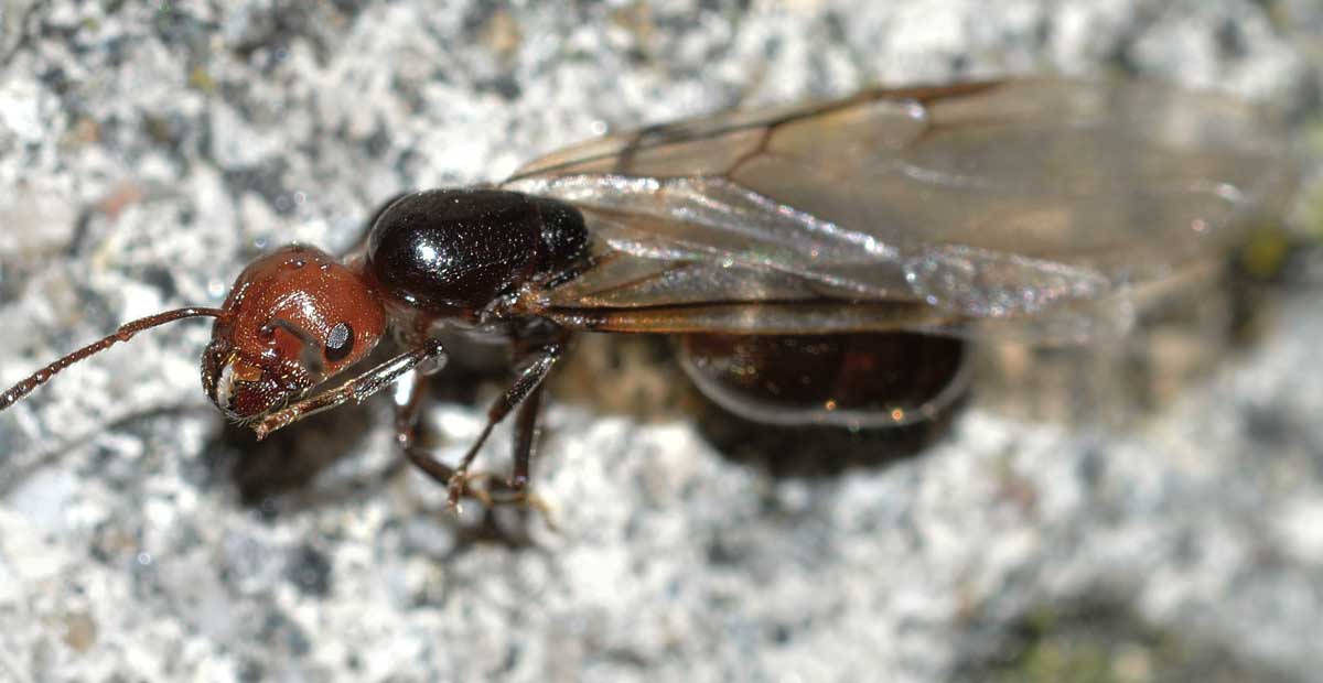 Sciamatura di Crematogaster scutellaris