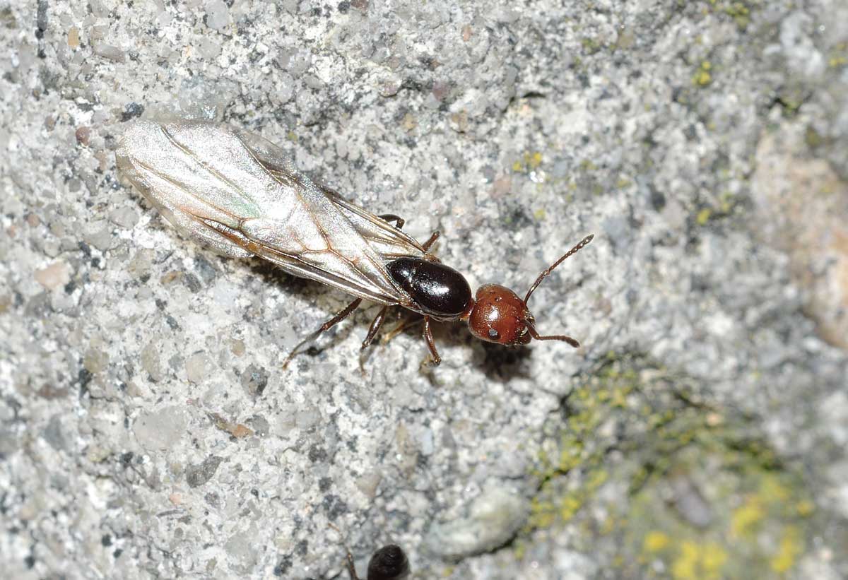 Sciamatura di Crematogaster scutellaris