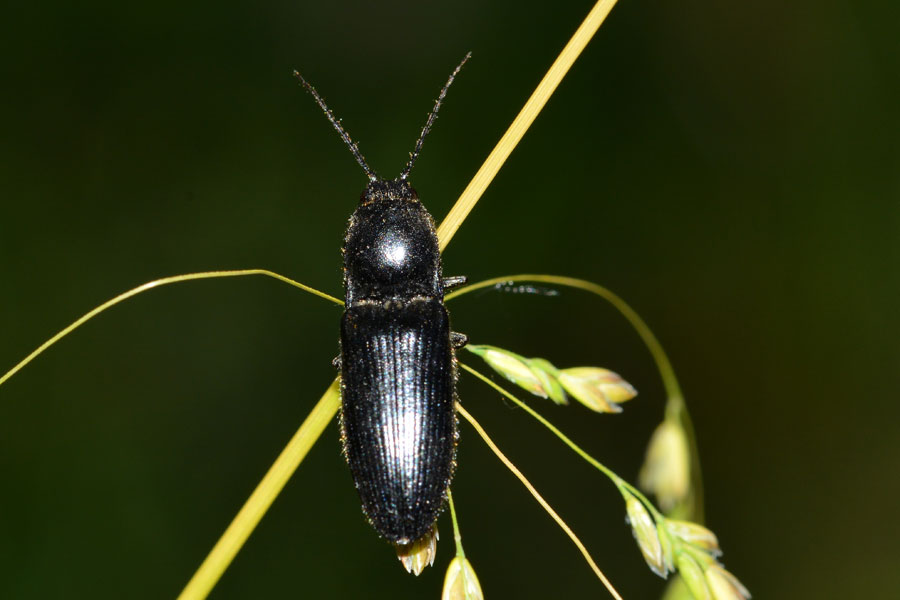 Da identificare: Hemicrepidius hirtus (Elateridae)