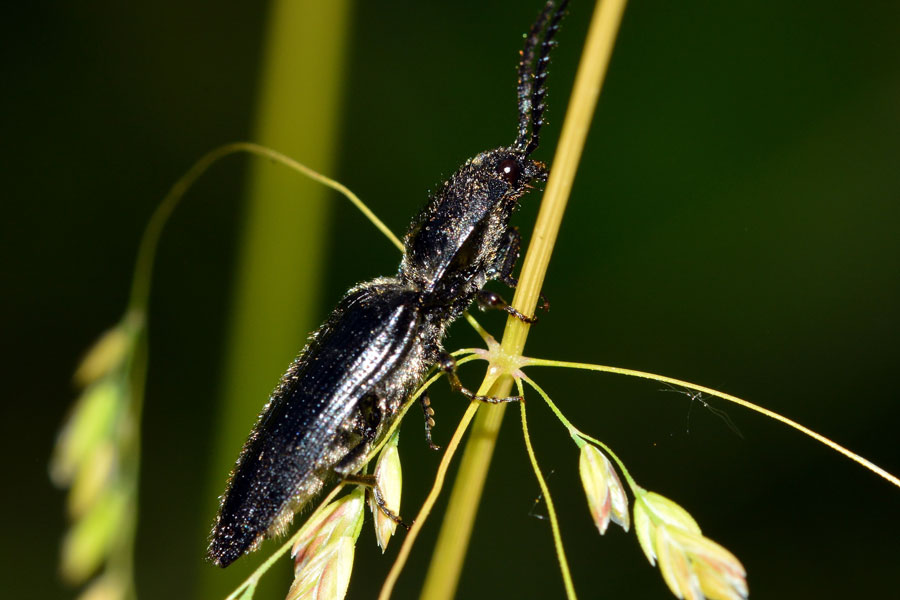 Da identificare: Hemicrepidius hirtus (Elateridae)