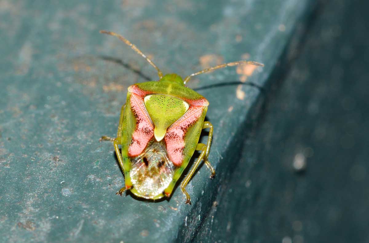 Acanthosomatidae: Cyphostethus tristriatus del Piemonte (NO)