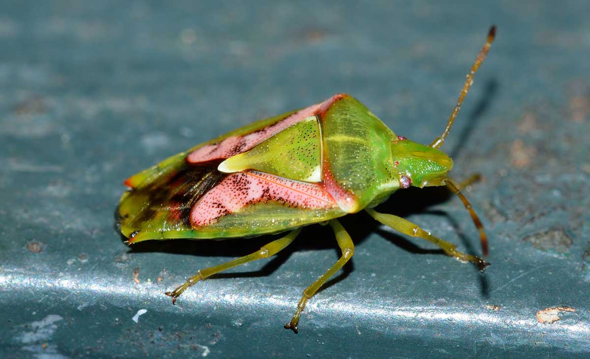 Acanthosomatidae: Cyphostethus tristriatus del Piemonte (NO)