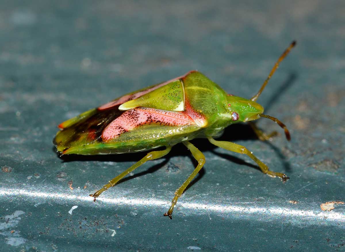 Acanthosomatidae: Cyphostethus tristriatus del Piemonte (NO)