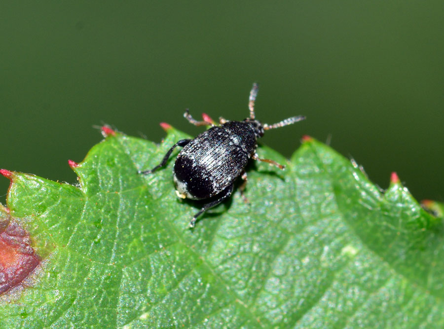 Chrysomelidae Bruchinae:  Bruchidius sp.