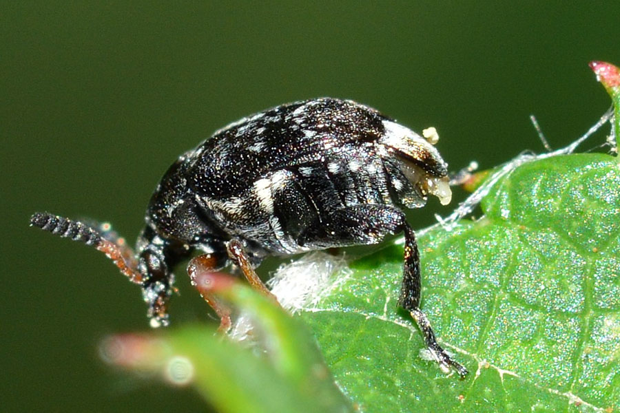 Chrysomelidae Bruchinae:  Bruchidius sp.