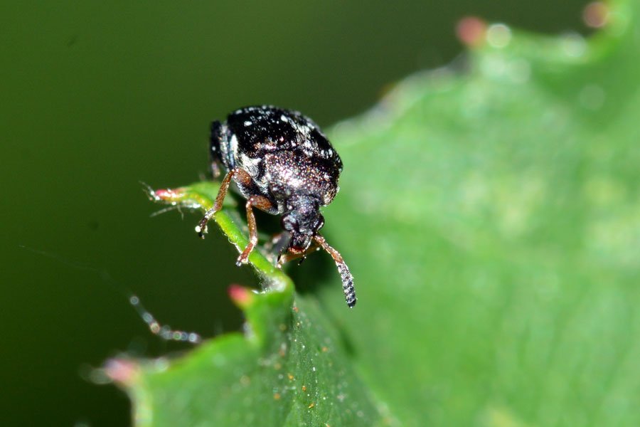 Chrysomelidae Bruchinae:  Bruchidius sp.