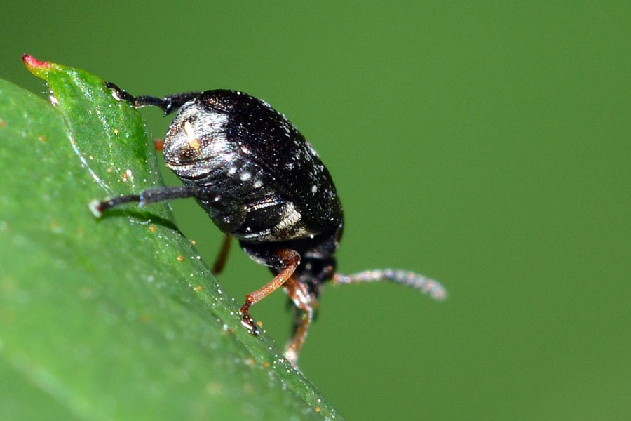 Chrysomelidae Bruchinae:  Bruchidius sp.