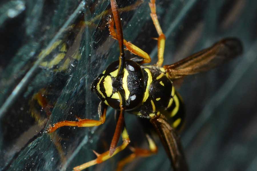 Polistes cfr nimpha