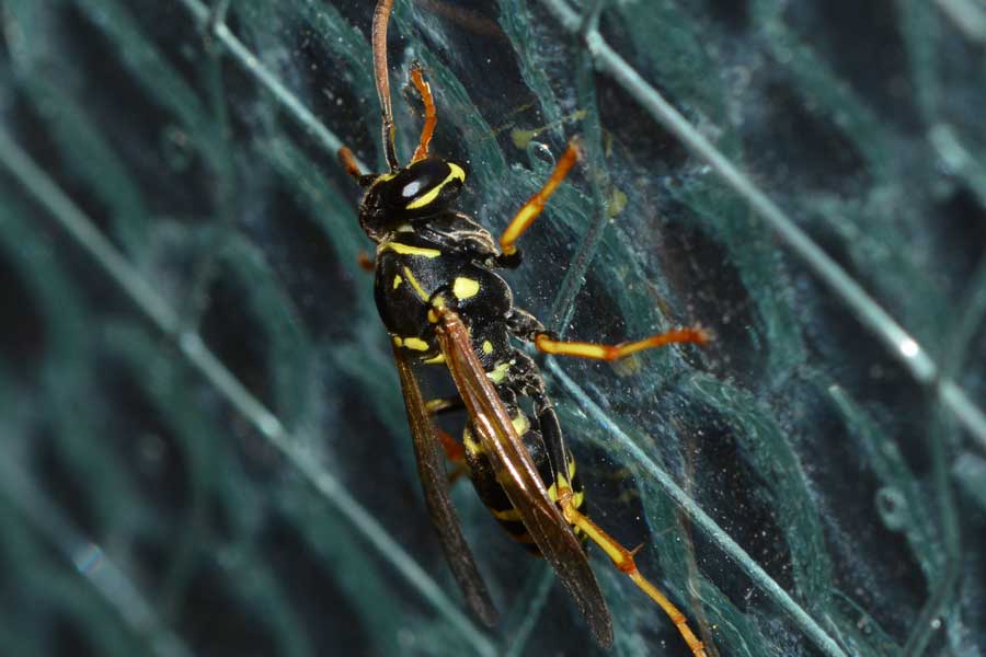 Polistes cfr nimpha