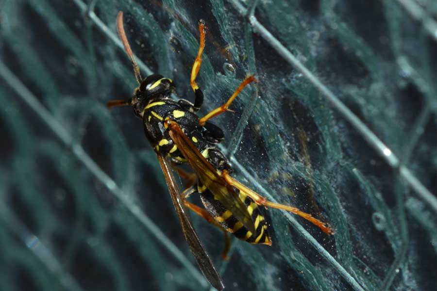 Polistes cfr nimpha