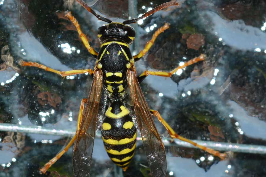 Polistes cfr nimpha