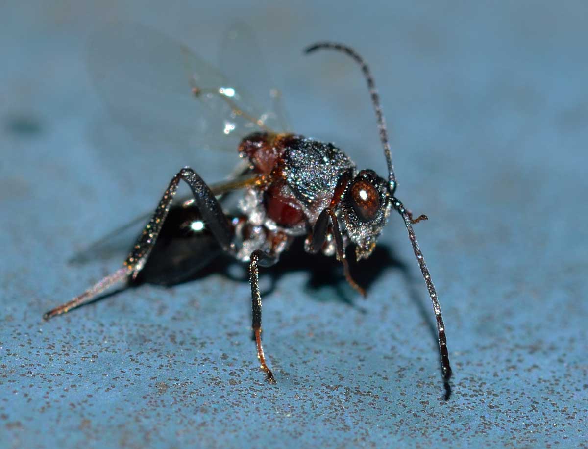 Figitidae