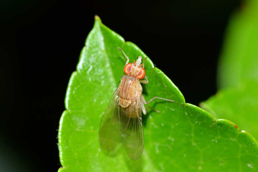 Minettia sp. (Lauxaniidae)