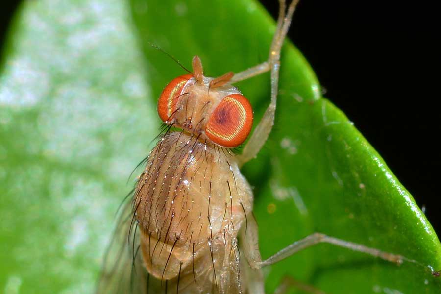 Minettia sp. (Lauxaniidae)