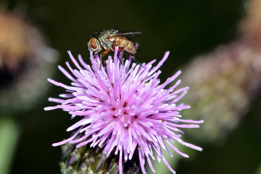 Siphona sp.(Tachinidae)