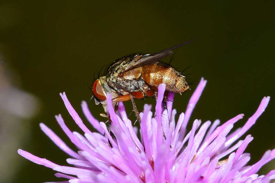 Siphona sp.(Tachinidae)