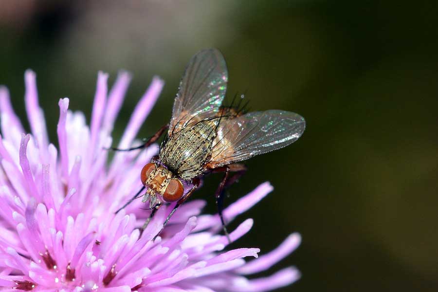 Siphona sp.(Tachinidae)