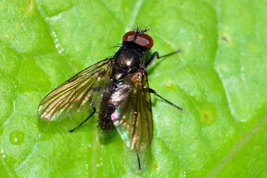 Hebecnema umbratica (Muscidae)