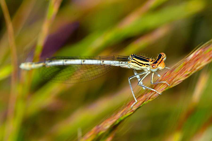 Platycnemis pennipes