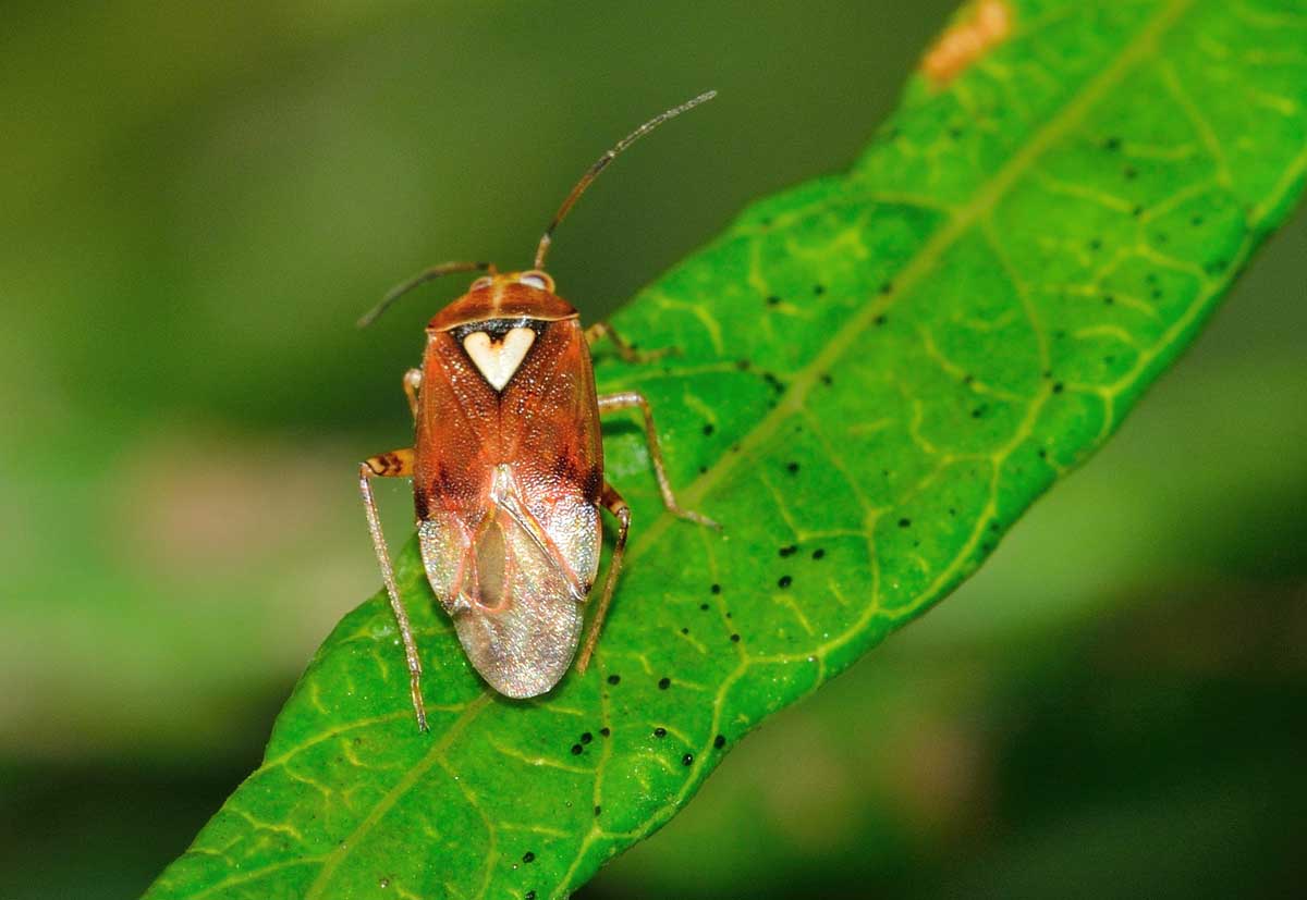 Miridae: Lygus pratensis del Piemonte (NO)