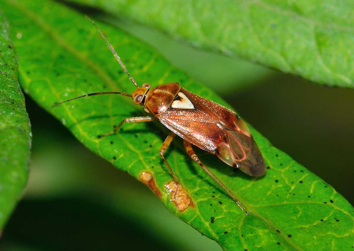 Miridae: Lygus pratensis del Piemonte (NO)