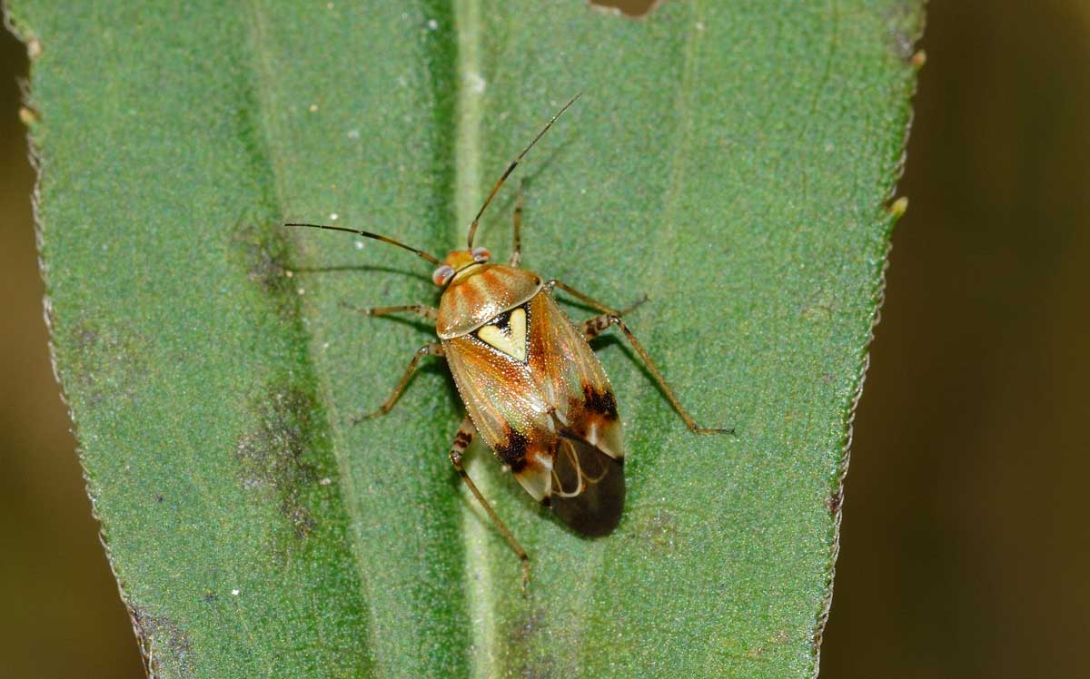 Miridae: Lygus pratensis del Piemonte (NO)