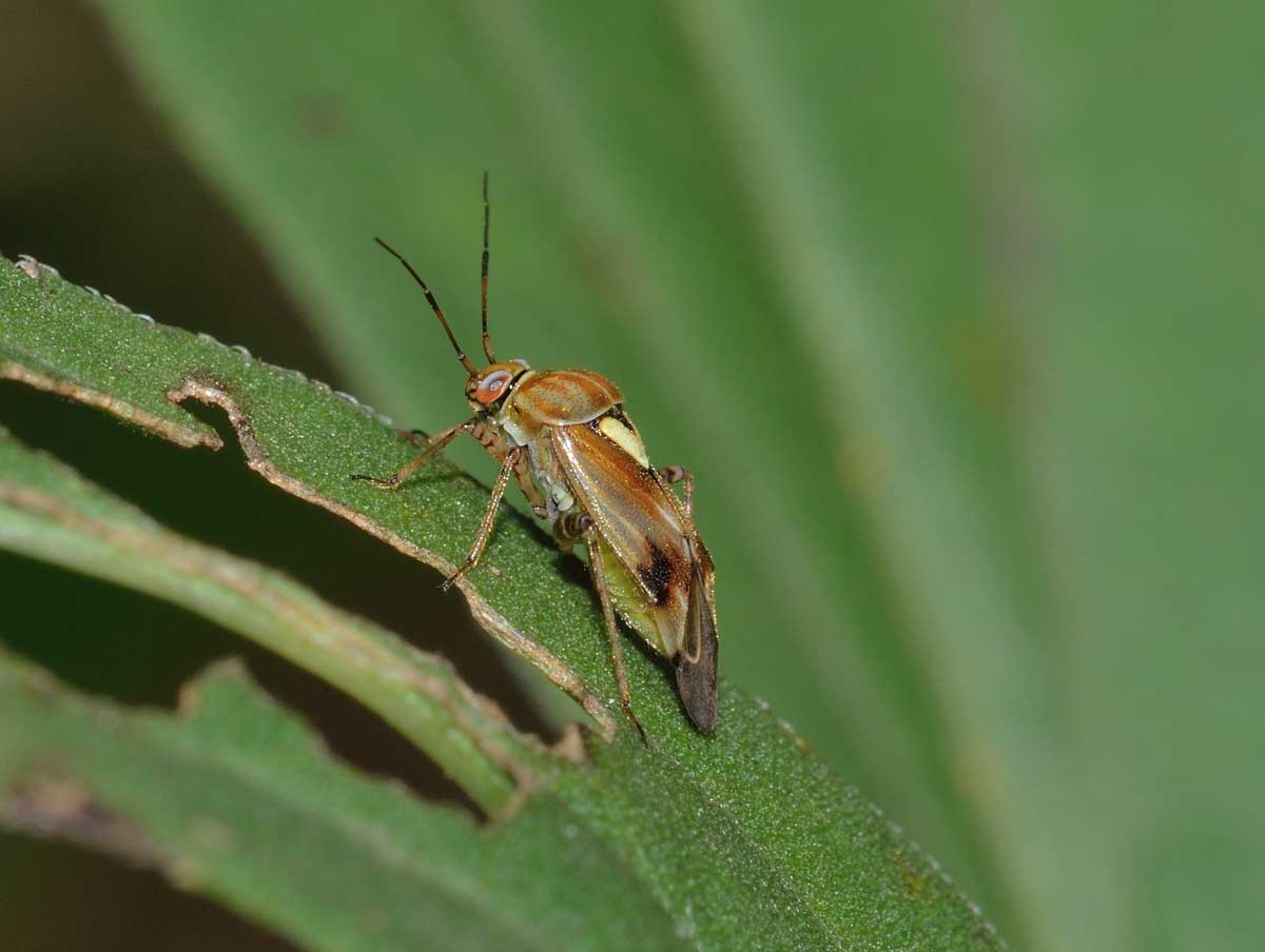 Miridae: Lygus pratensis del Piemonte (NO)