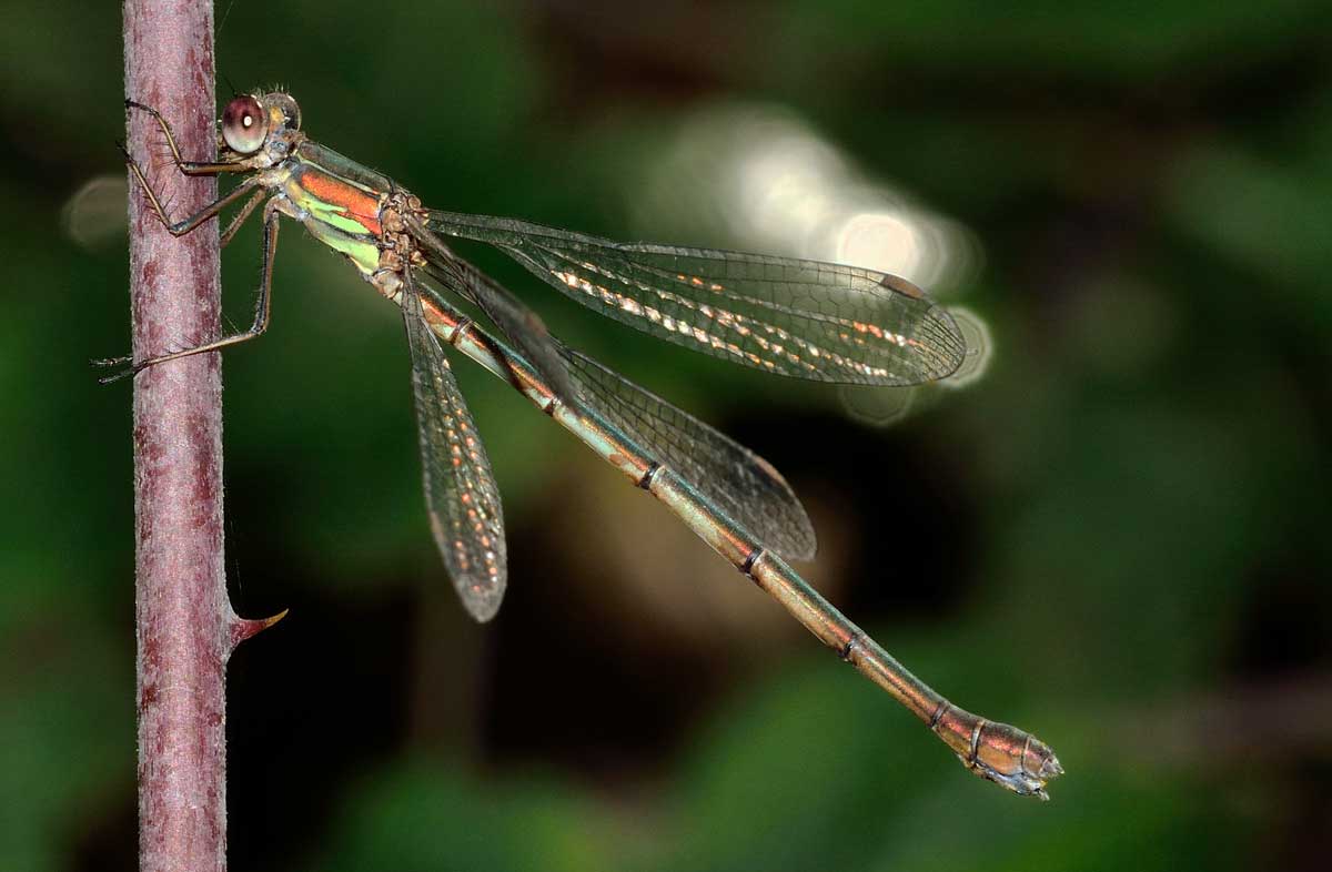 Da identificare: Chalcolestes viridis