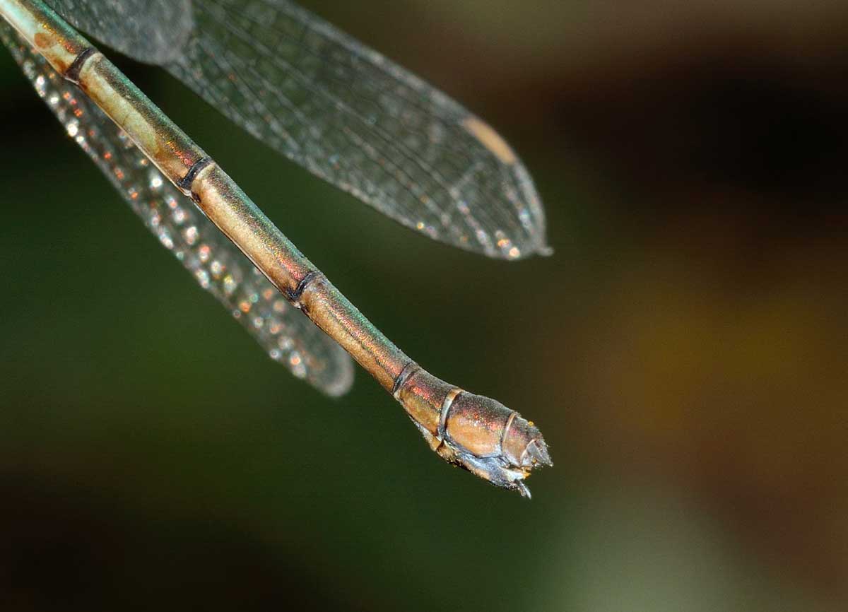 Da identificare: Chalcolestes viridis