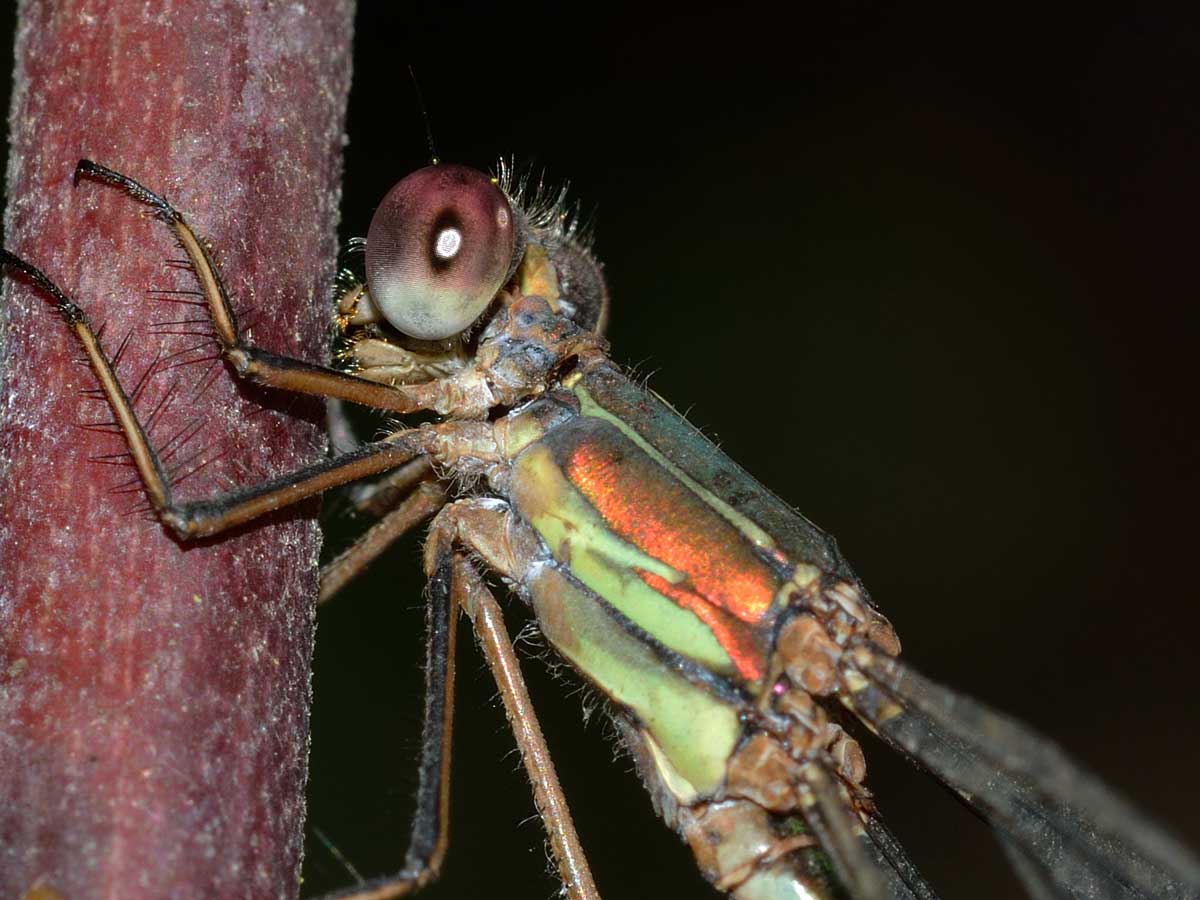 Da identificare: Chalcolestes viridis