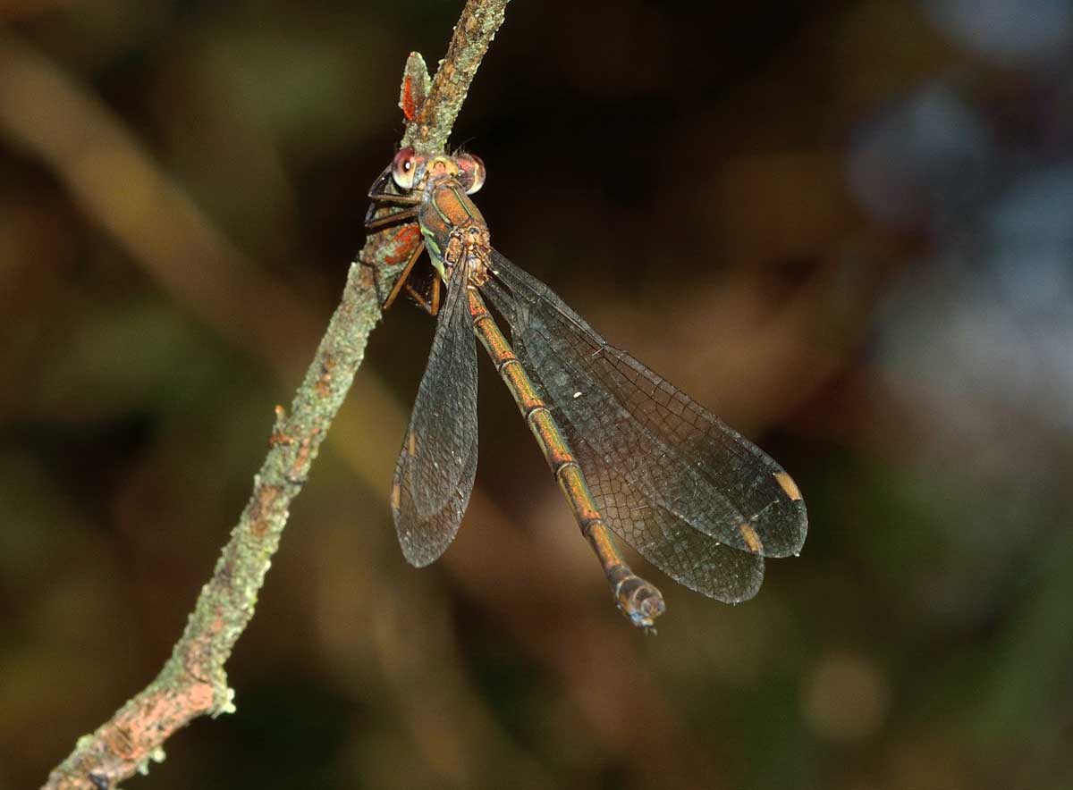 Da identificare: Chalcolestes viridis