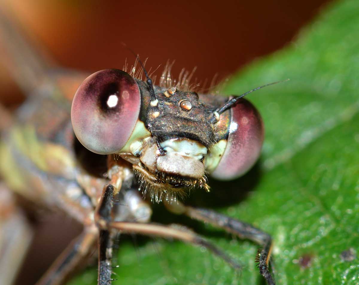 Da identificare: Chalcolestes viridis