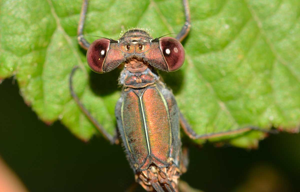 Da identificare: Chalcolestes viridis