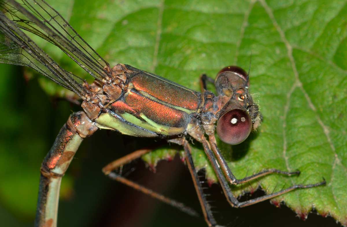 Da identificare: Chalcolestes viridis