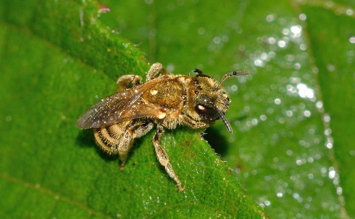 Femmina di Halictus cfr. vestitus,  Apidae Halictinae