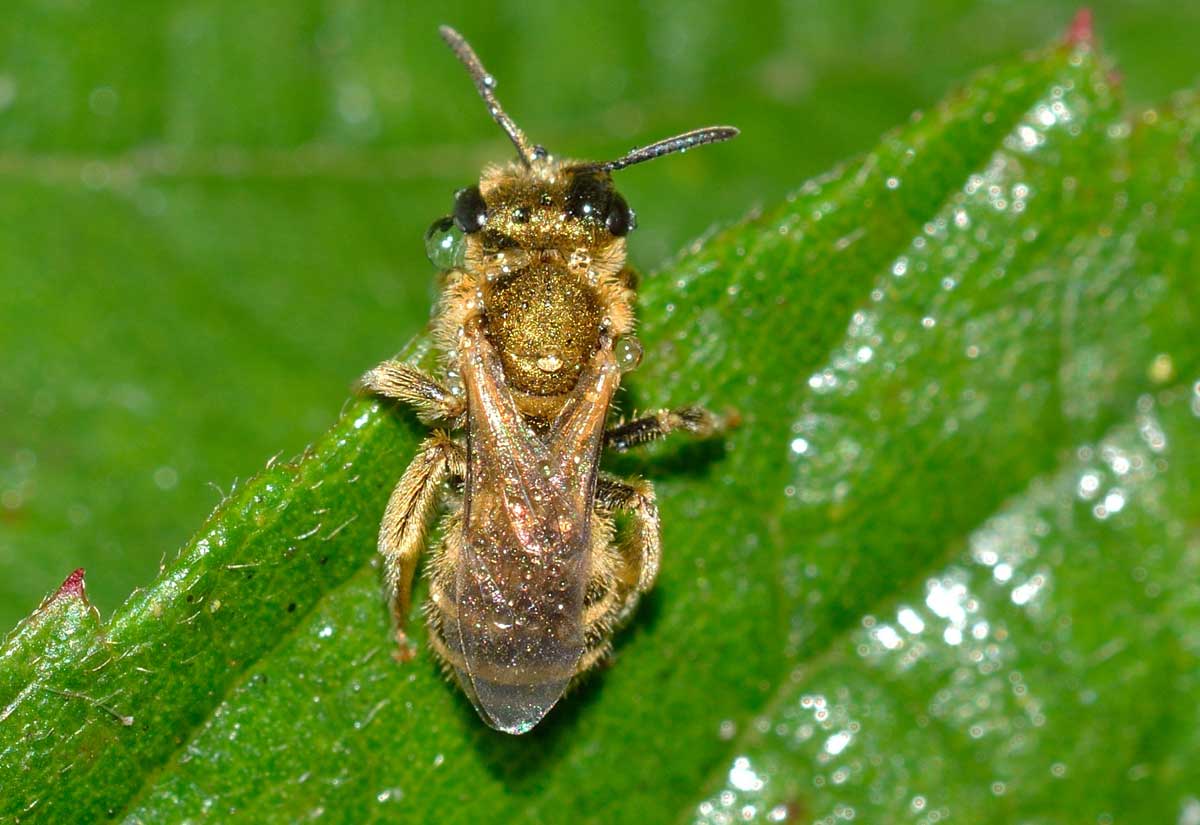 Femmina di Halictus cfr. vestitus,  Apidae Halictinae