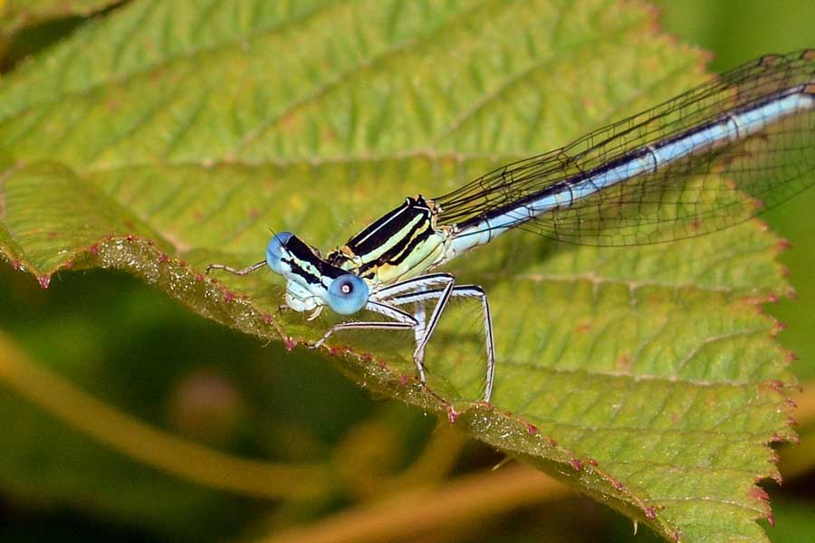 Platycnemis pennipes