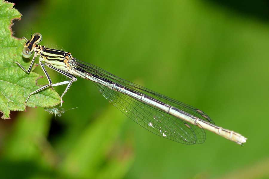 Platycnemis pennipes