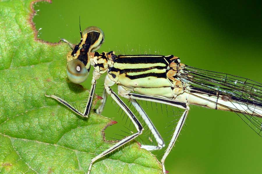 Platycnemis pennipes