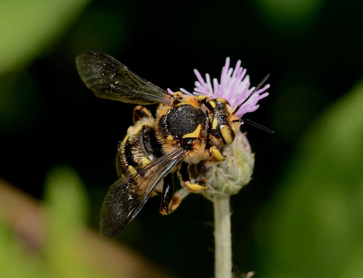 Anthidium florentinum (Apidae Megachilinae)