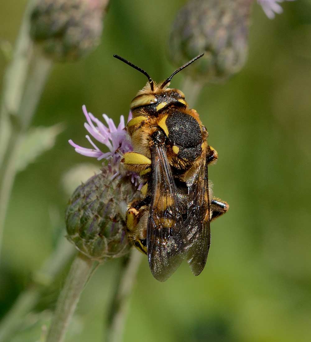 Anthidium florentinum (Apidae Megachilinae)