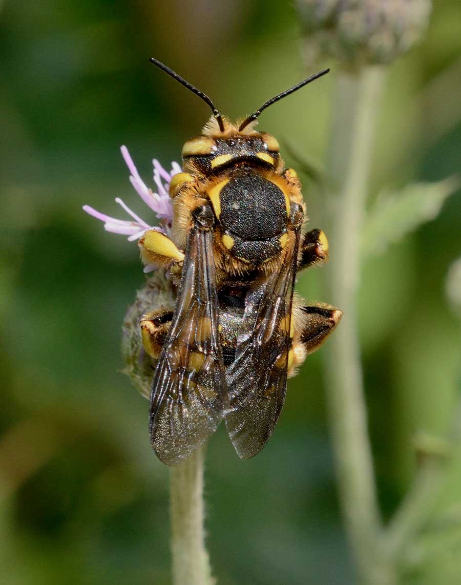 Anthidium florentinum (Apidae Megachilinae)