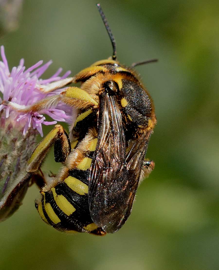 Anthidium florentinum (Apidae Megachilinae)