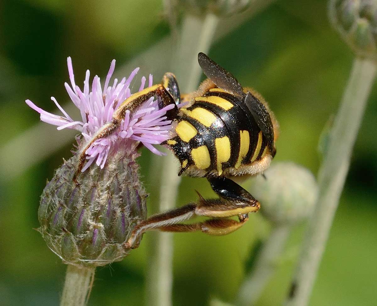 Anthidium florentinum (Apidae Megachilinae)