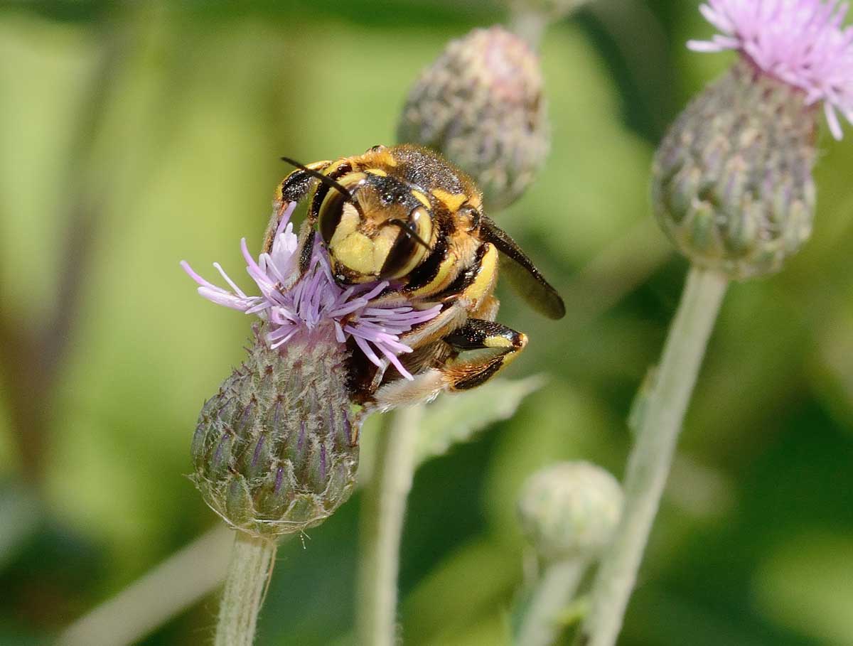 Anthidium florentinum (Apidae Megachilinae)